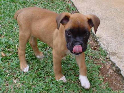 Pequena Nikki