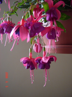 brincosprincesa.jpg
