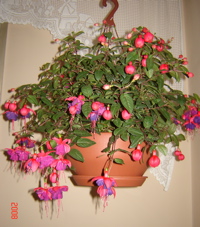 fucsiamaior.jpg