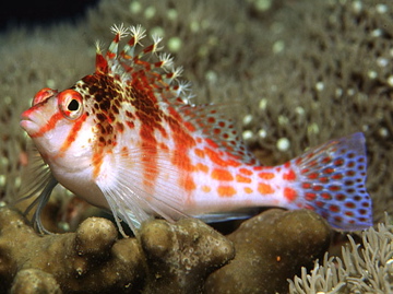 hawkfish.jpg