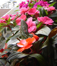 impatiens21.jpg