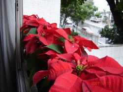poinsetiasjanela1.jpg