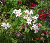 florescampos2